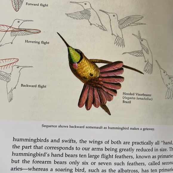 The Life Of The Hummingbird by Alexander F. Skutch HC book - Picture 5 of 12